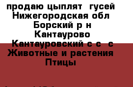 продаю цыплят, гусей - Нижегородская обл., Борский р-н, Кантаурово (Кантауровский с/с) с. Животные и растения » Птицы   